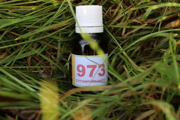 973 Trachéo-Bronchite